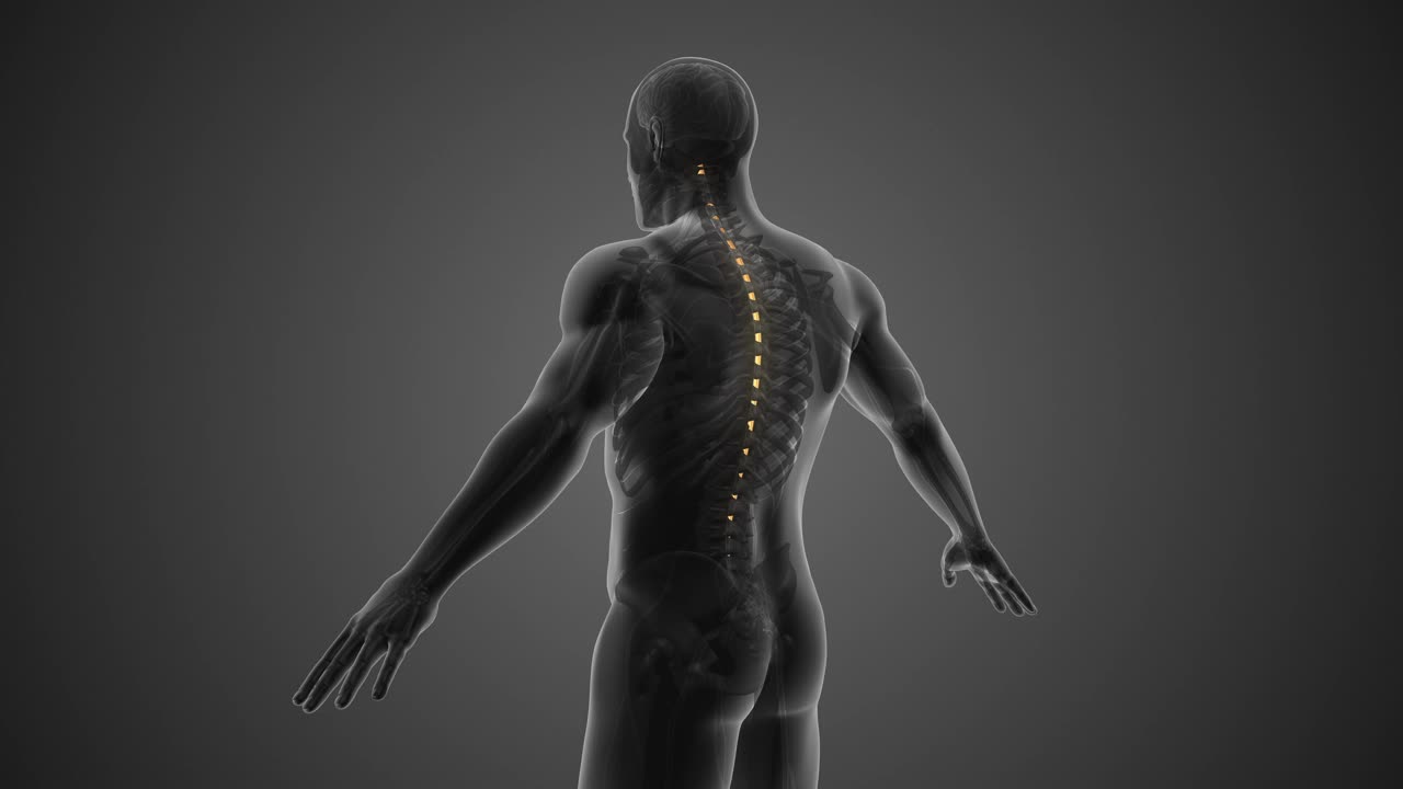 脊髓解剖医学概念视频素材