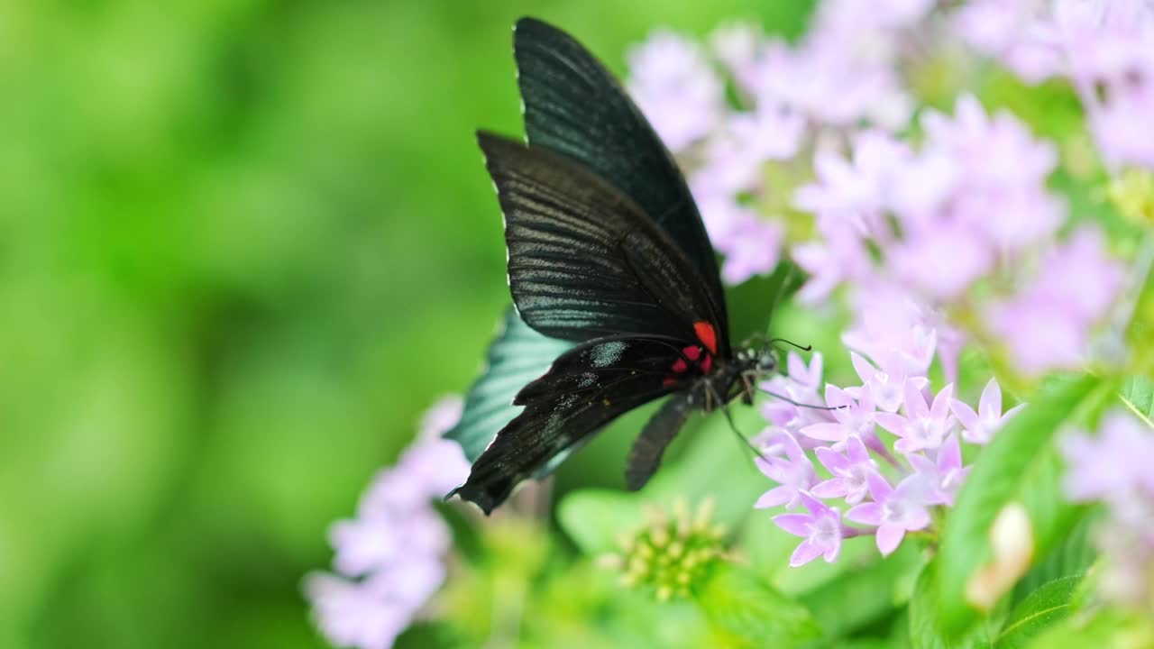 蝴蝶以花为食视频下载