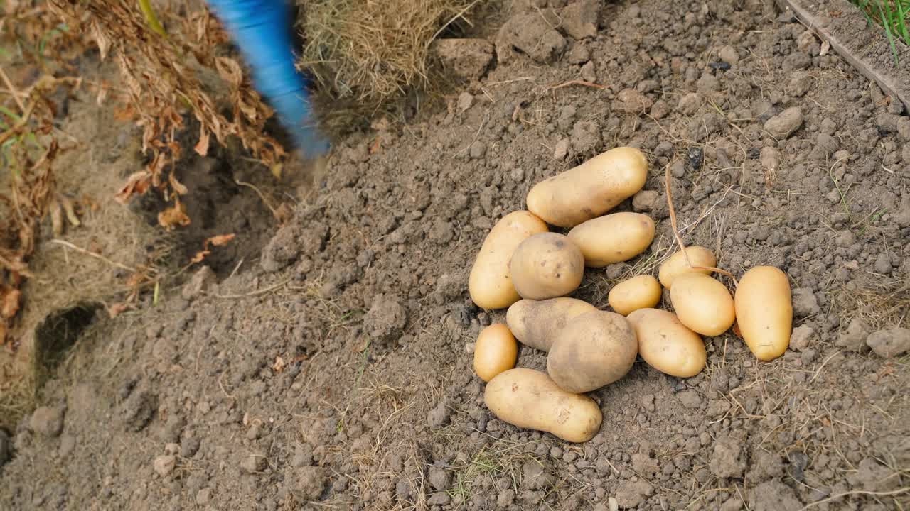 在花园里收获土豆的过程，背景是一堆漂亮的棕色土豆视频素材