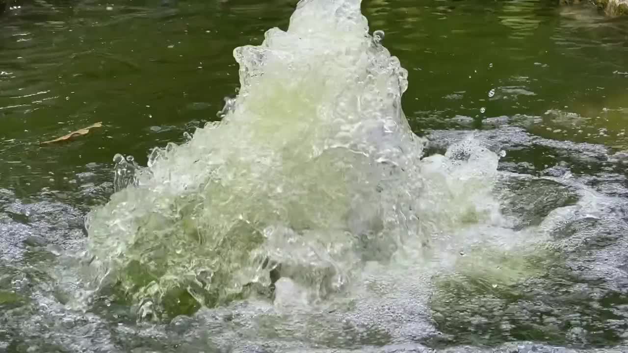 池塘鱼类体内的水氧合视频下载