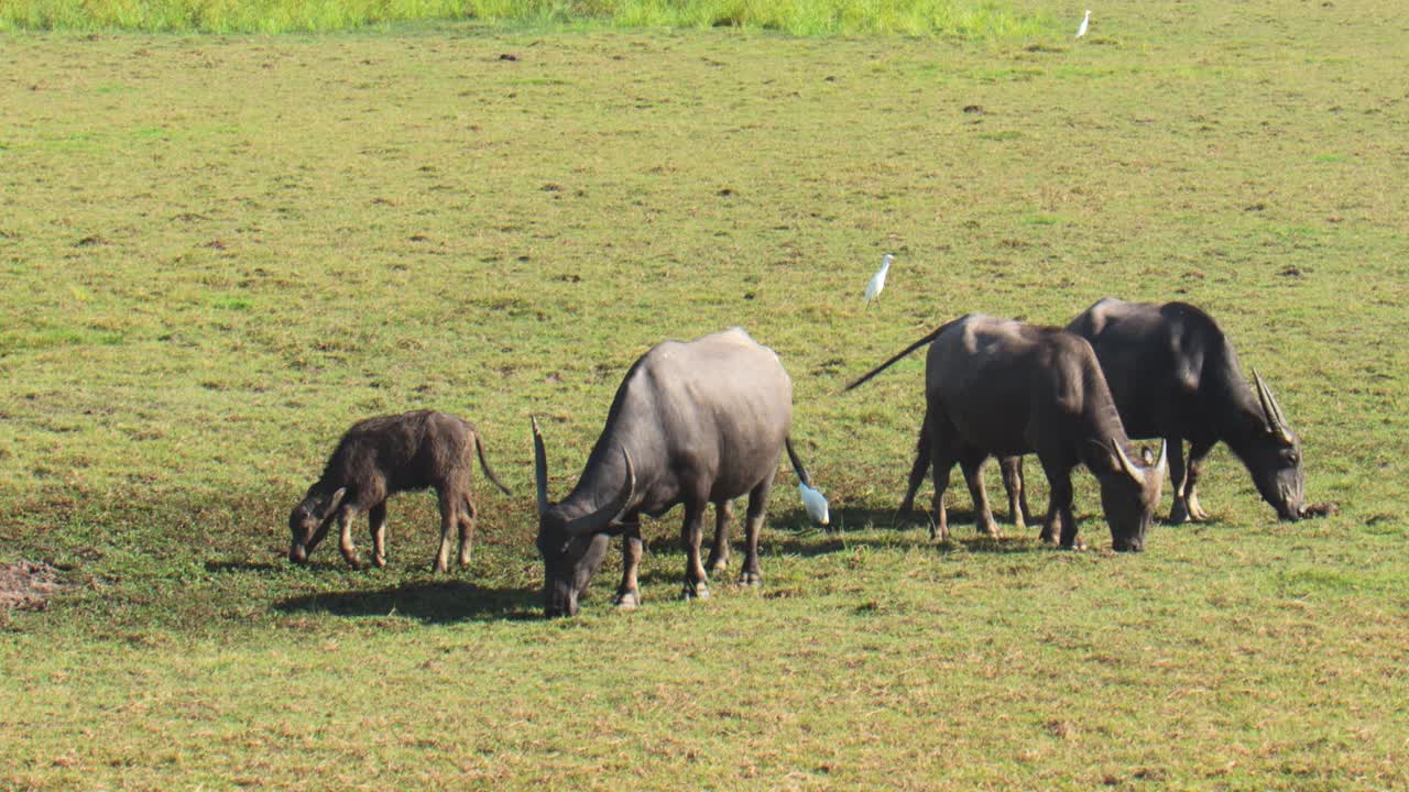 一群正在吃草的水牛视频下载