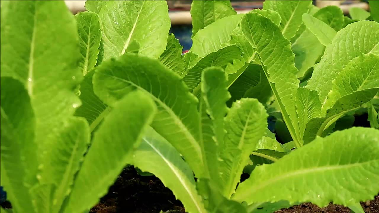 一组充满活力的绿色Cos生菜在温室里生长的镜头视频下载