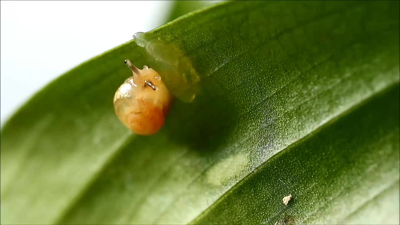 一只小蜗牛在绿叶上吃黄瓜的镜头视频下载