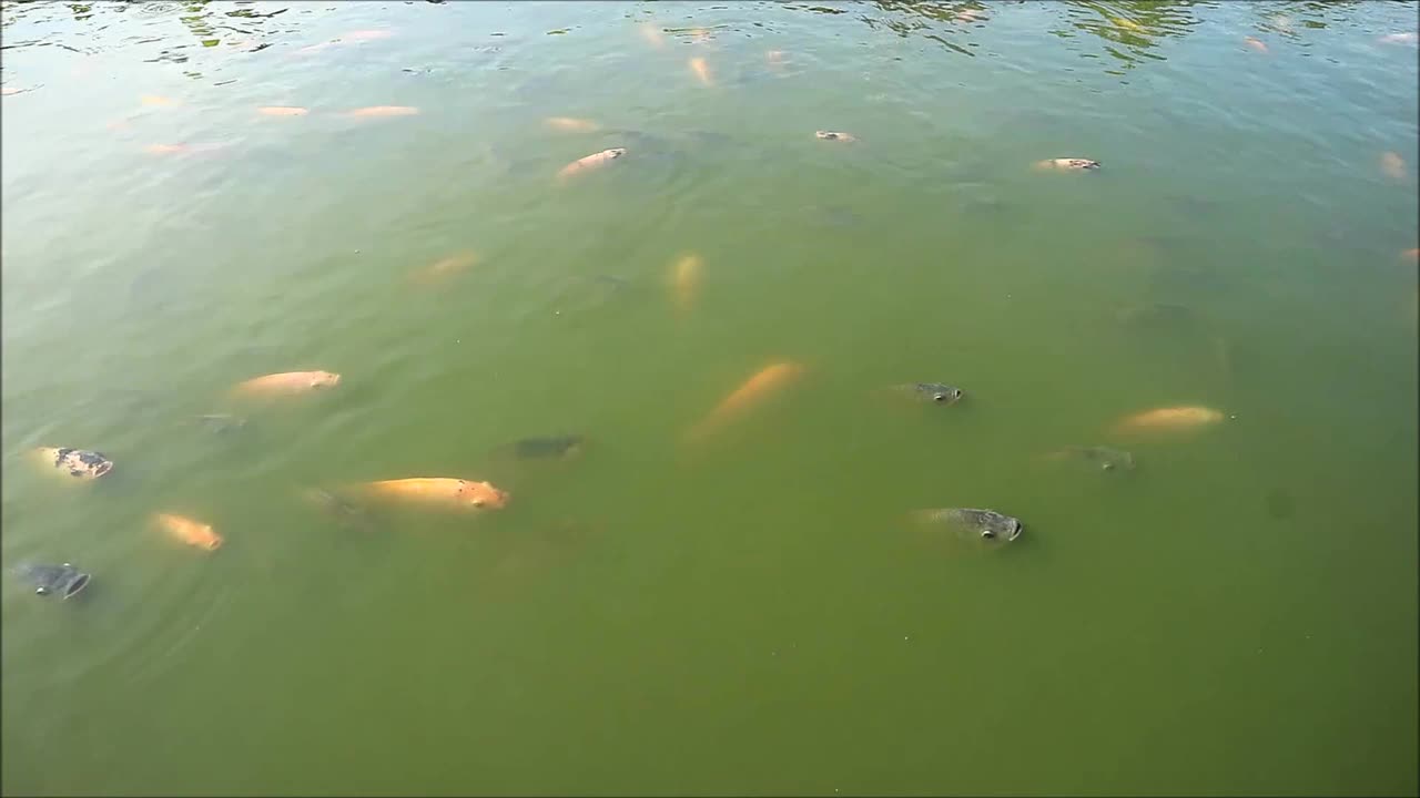 一群黑色和红色尼罗罗非鱼在阳光池塘里放松的镜头视频下载