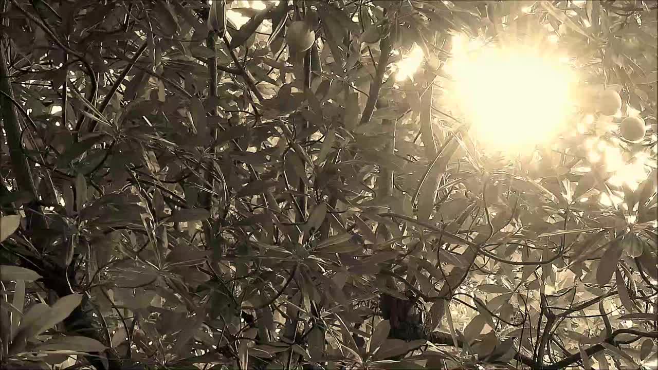 阳光透过大树的剪影照出深褐色的色调视频下载