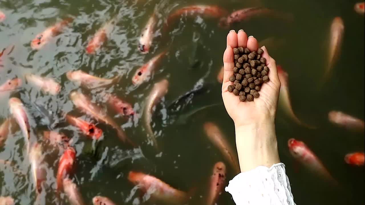 人们向一大群红罗非鱼喂食池塘颗粒的镜头视频下载