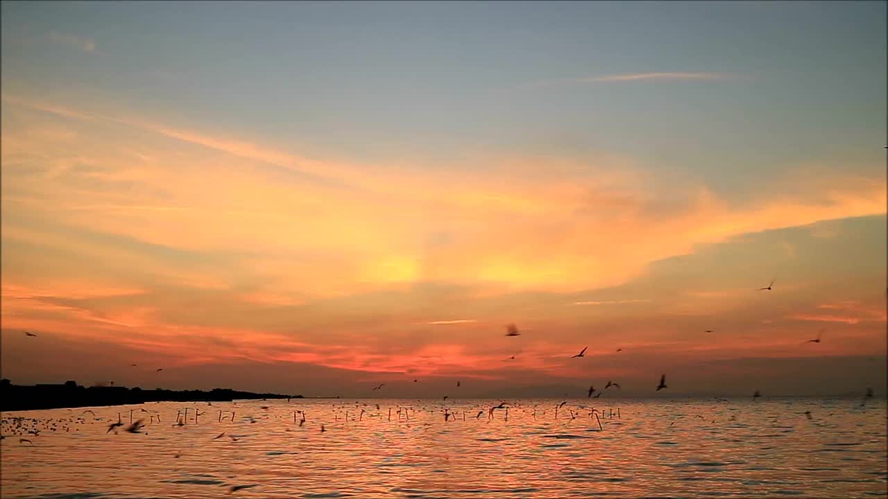 黎明平静的大海，一大群早起的鸟儿在飞翔视频下载