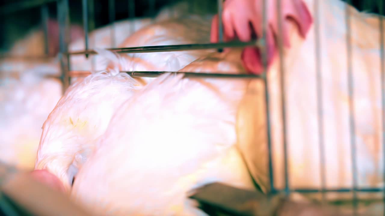 家禽养殖场视频下载