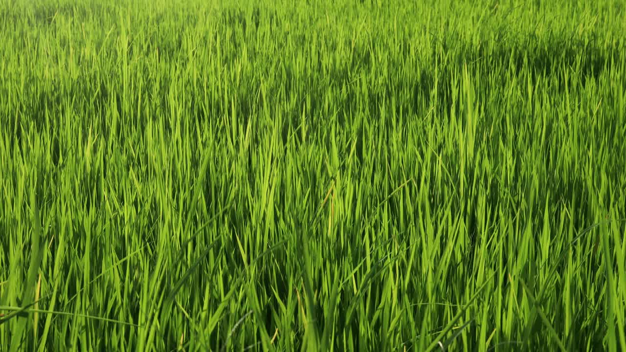 绿色稻田视频下载