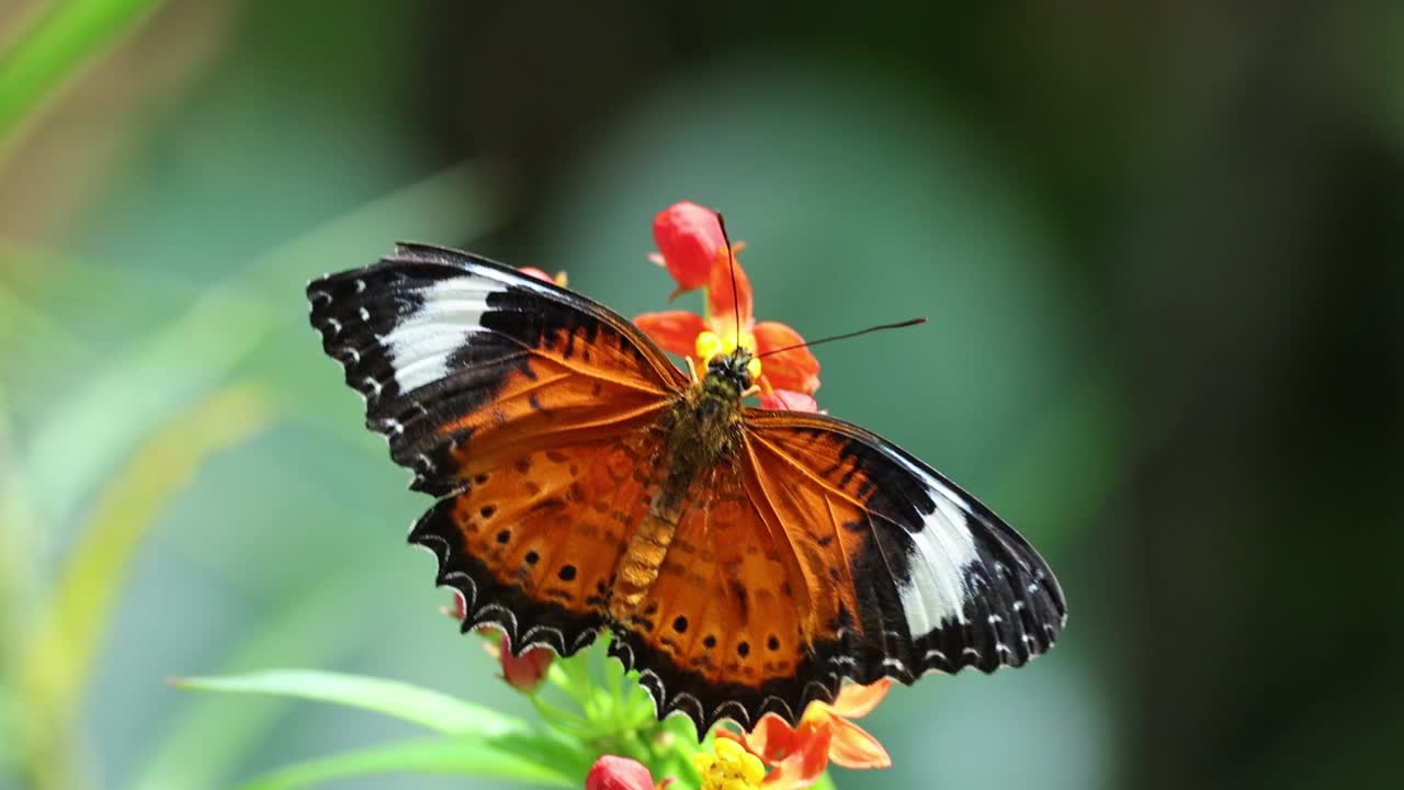 自然生境中的蝴蝶授粉视频下载