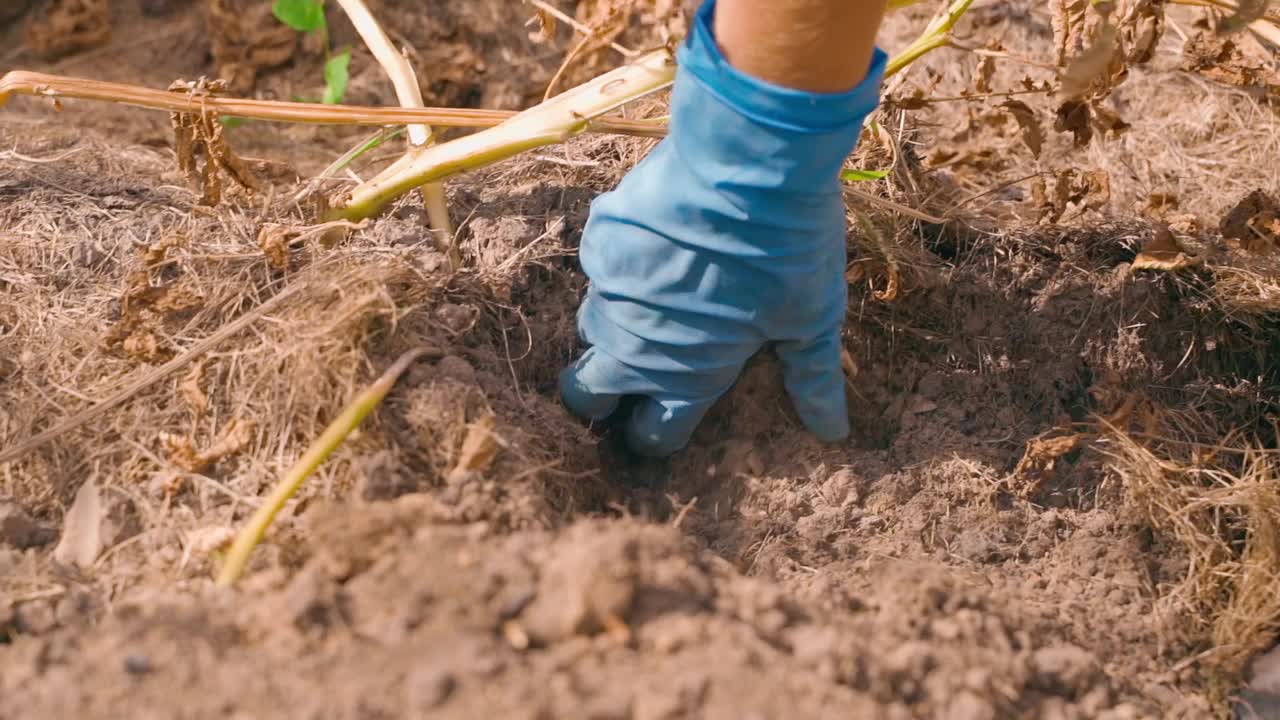 阳光明媚的炎热夏日，一个戴着橡胶手套的女人的手从花园的土壤中收集土豆的慢镜头视频素材