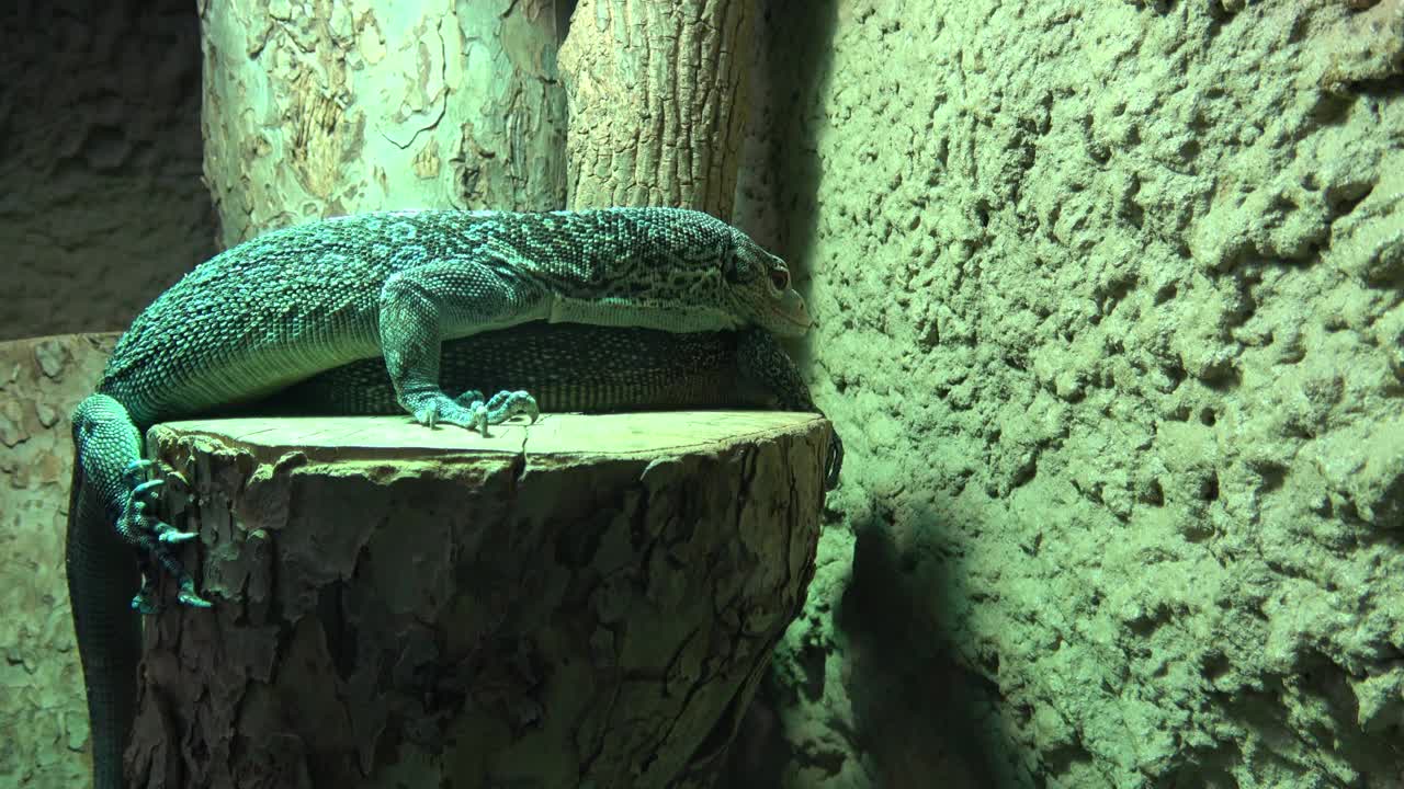 小蜥蜴，绿蜥蜴站在一块木头上。视频下载
