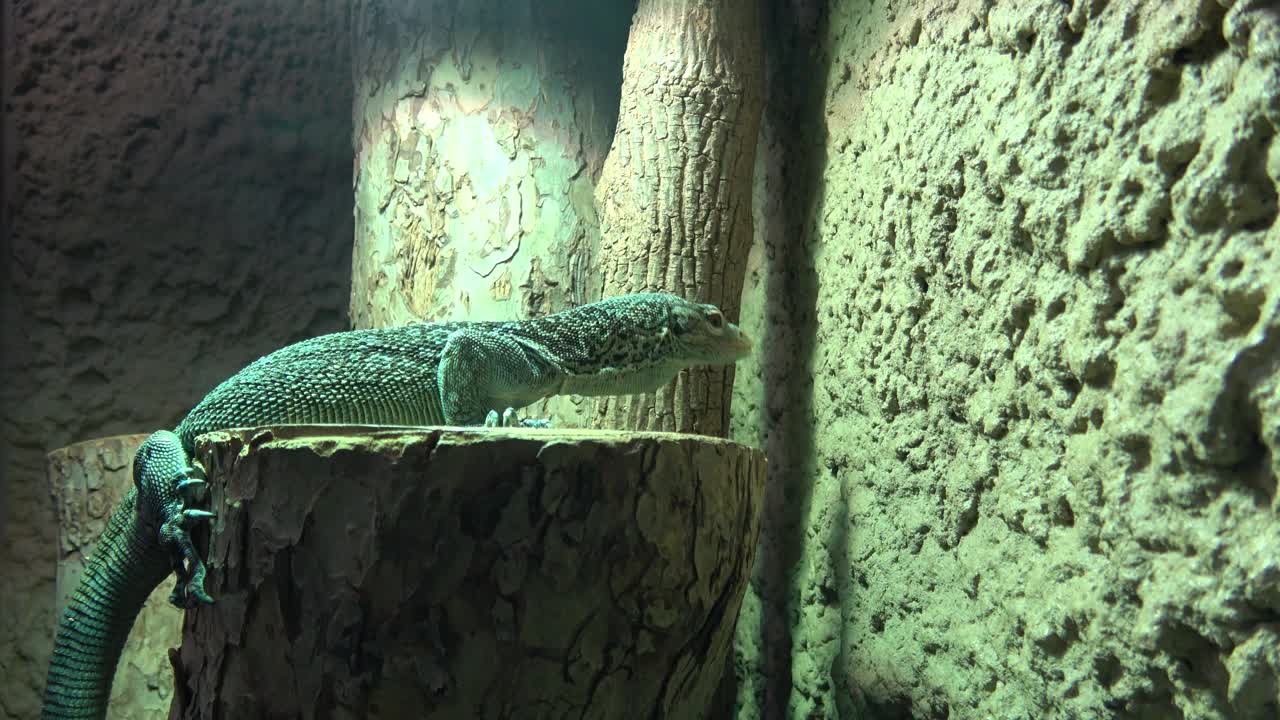 小蜥蜴，绿蜥蜴站在一块木头上。视频下载