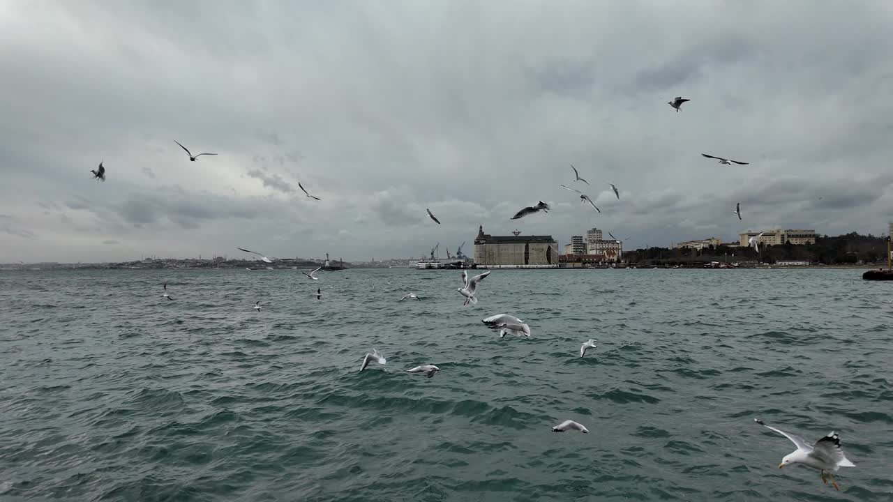伊斯坦布尔卡迪科伊的海鸥视频下载