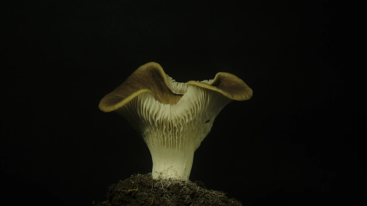 生长蘑菇的时间流逝。视频下载