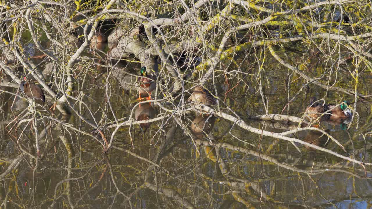 佳能山公园天鹅湖的树枝间的鸭子。视频下载