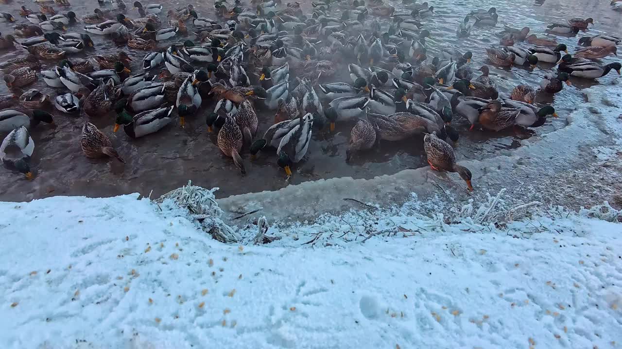 一群野鸭在水库岸边觅食。缓慢的运动。视频下载