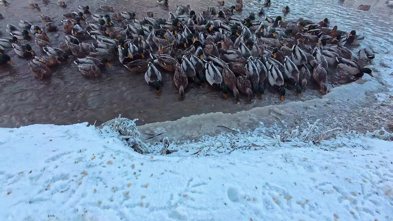 一群野鸭在水库岸边觅食。缓慢的运动。视频下载