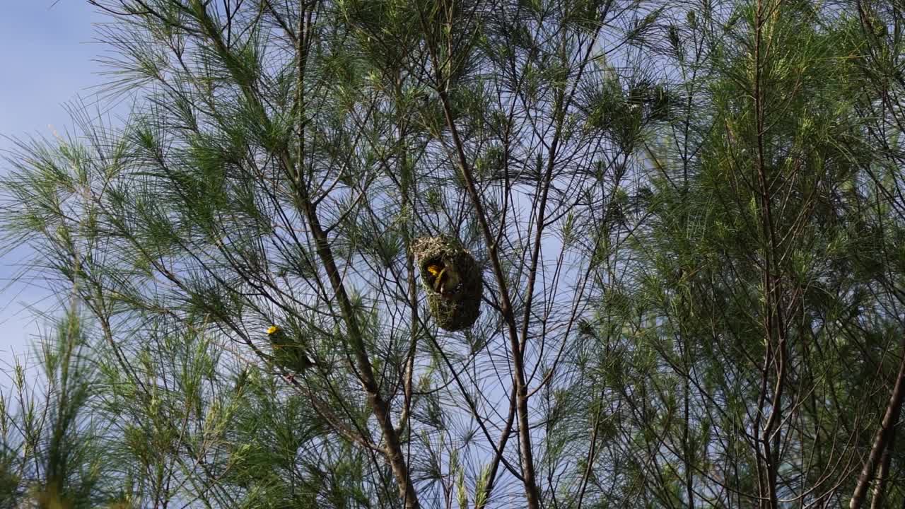 一群织女栖息在蓝天森林里的鸟巢上视频下载