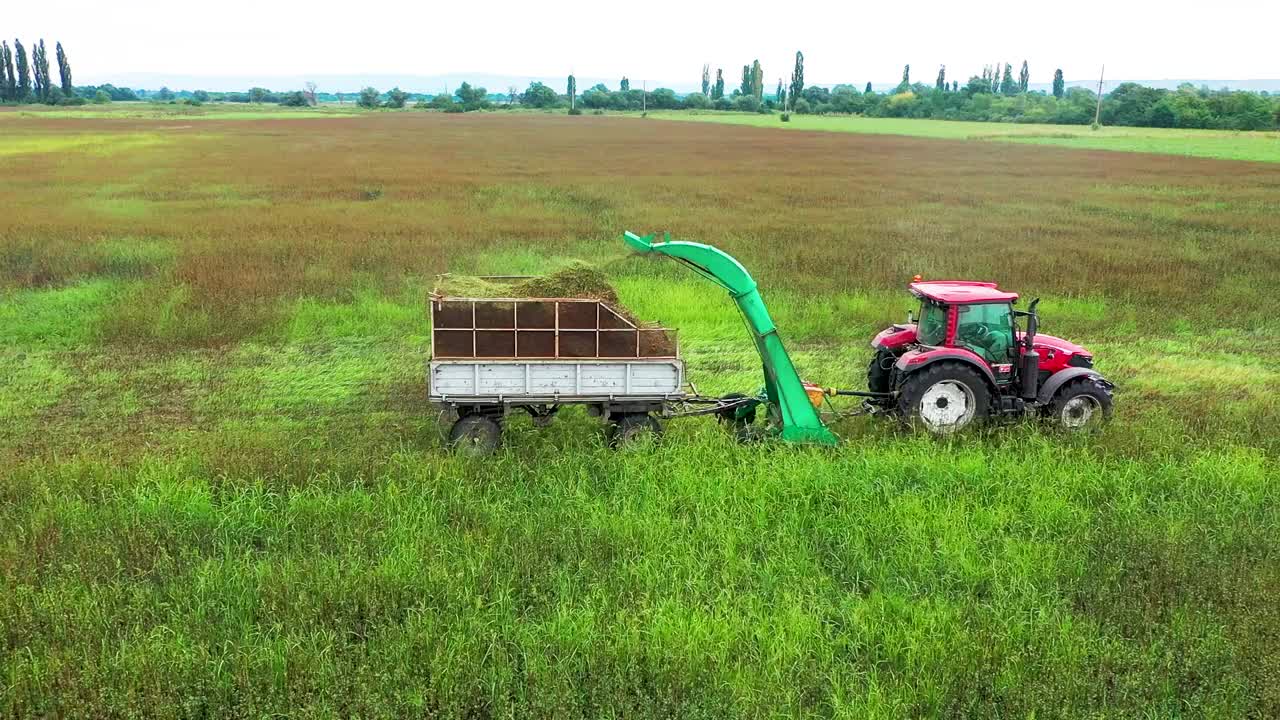 一辆红色拖拉机带着收割机穿过一片种着药用草的田地。收获视频下载