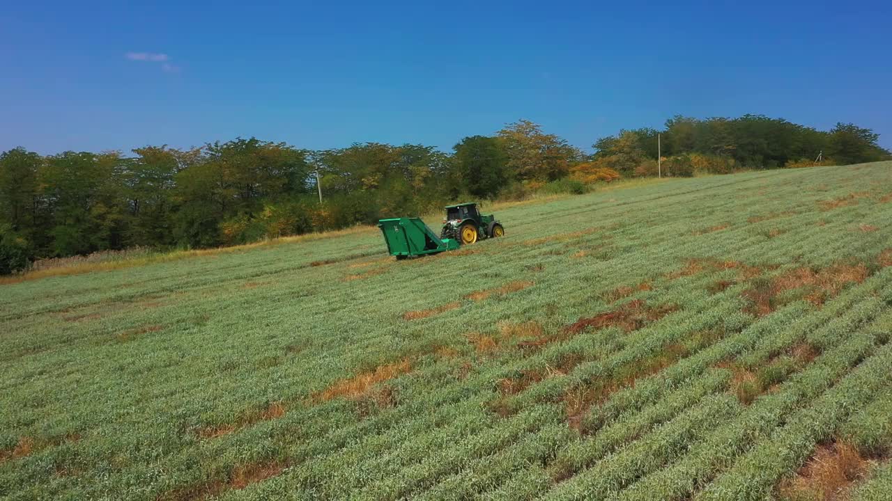 一辆绿色的拖拉机带着收割机穿过一片种着药用草的田地。收获视频下载