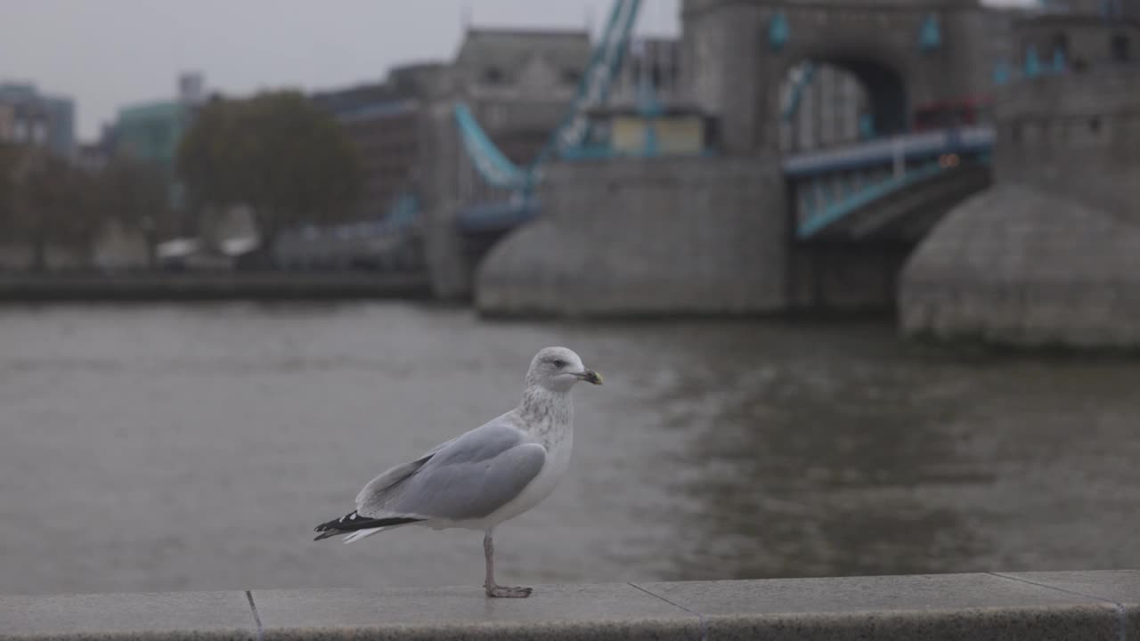 伦敦桥上的野海鸥视频下载