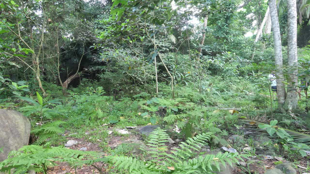 一个年轻的家庭带着孩子在茂密的丛林里徒步旅行视频下载