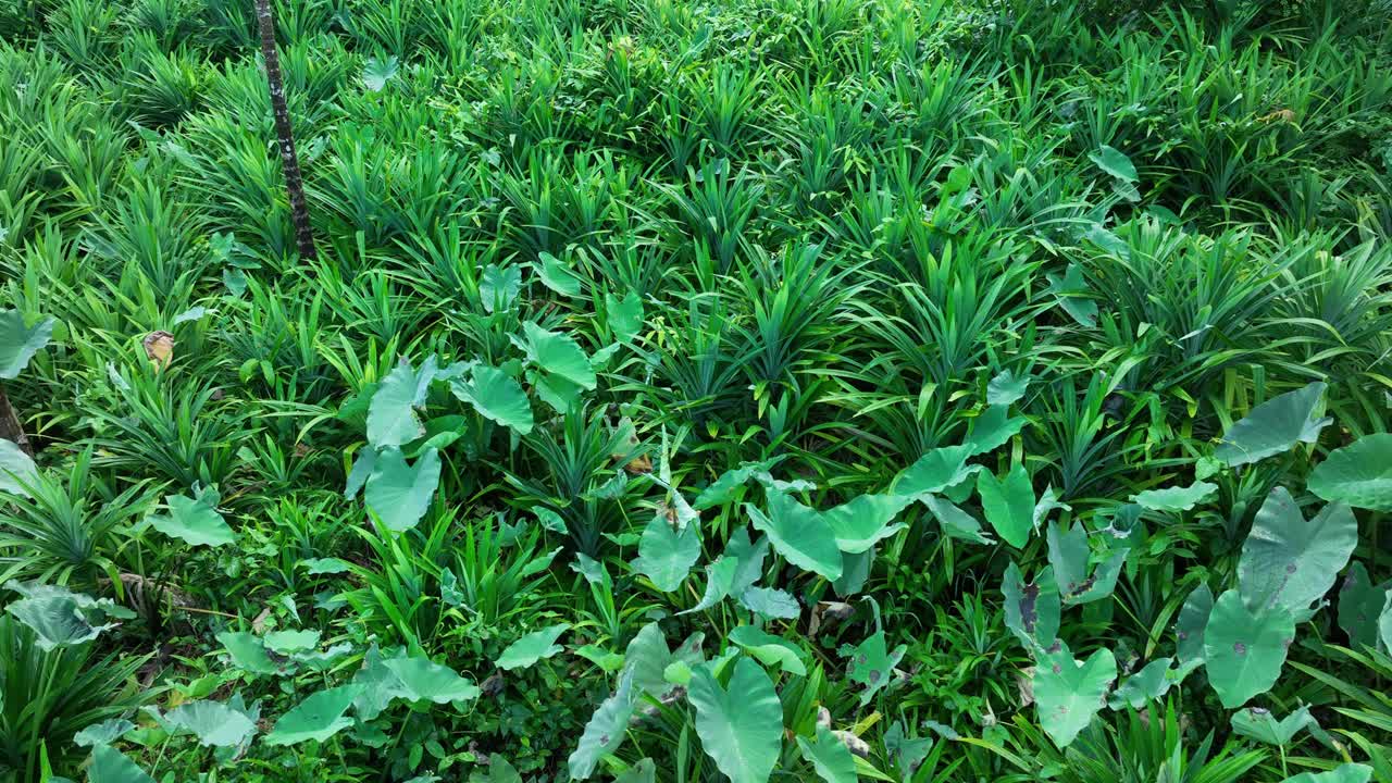 香兰叶生长在热带森林中视频素材