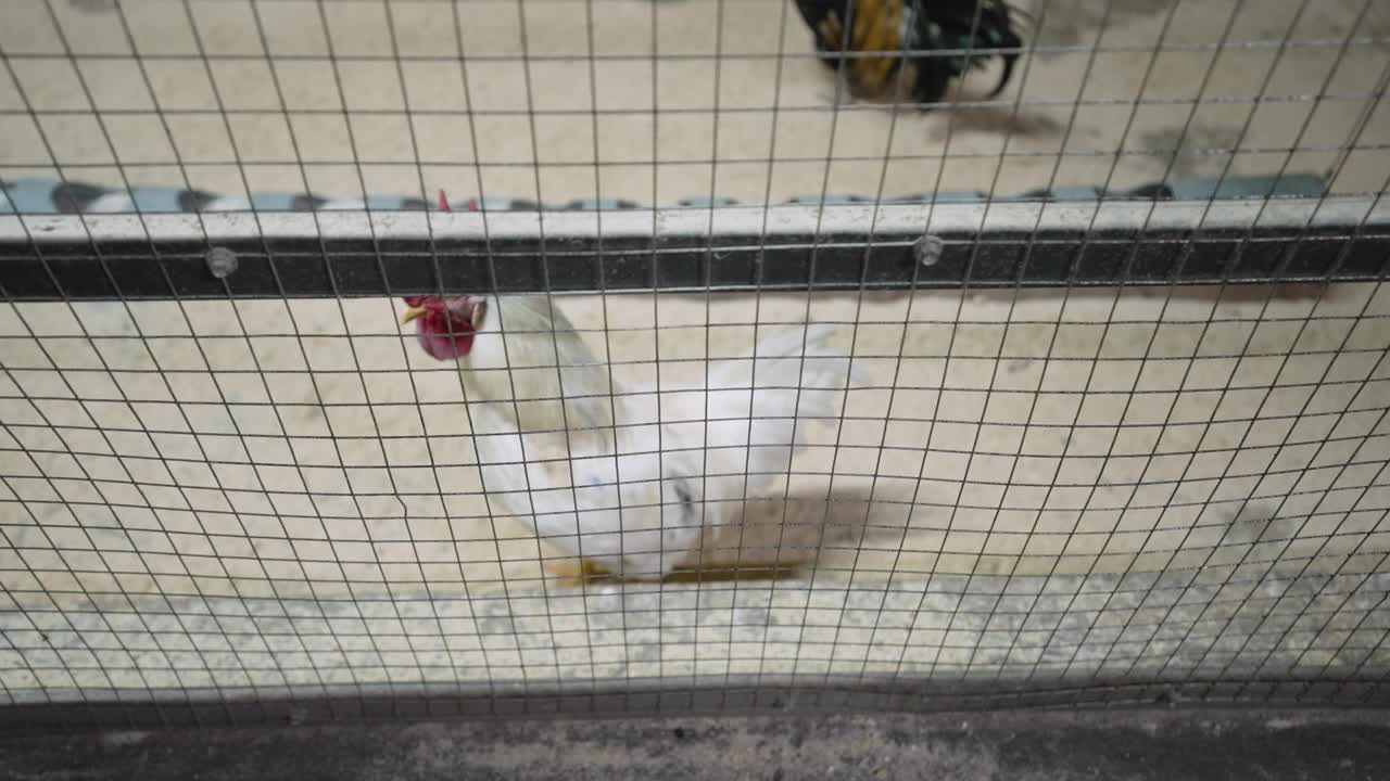 鸡和公鸡在鸡舍的鸟舍里聚在一起。农场里的梧梧树鸡。视频素材