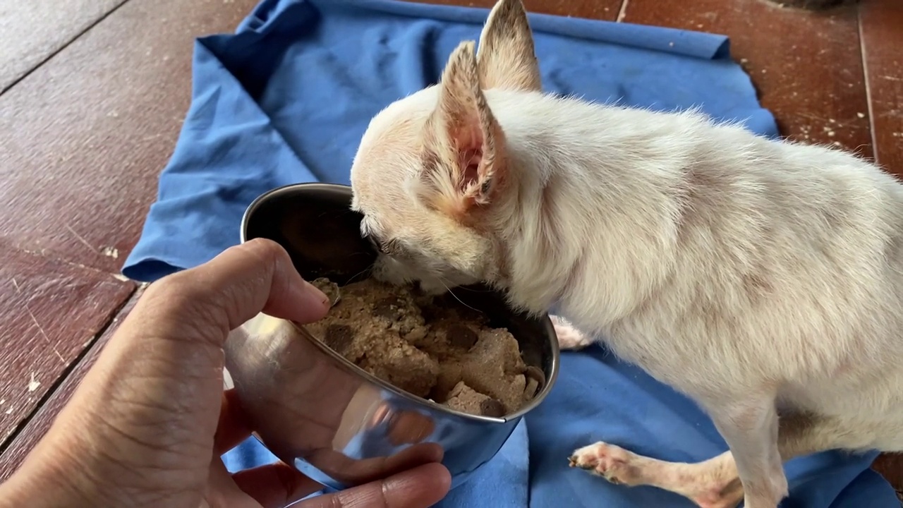 一名妇女用手给一只老吉娃娃狗喂食物视频下载