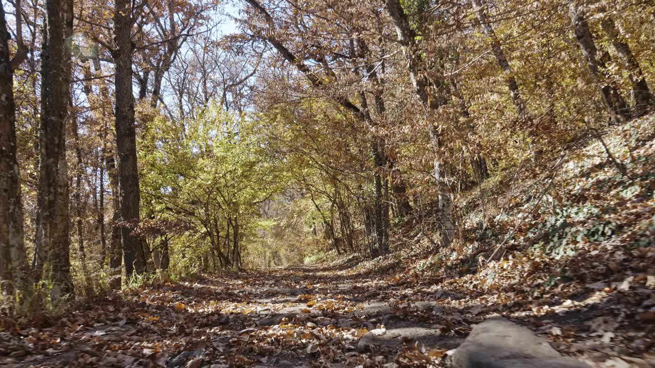 山路:在山脉斜坡上的秋天森林中覆盖着干树叶和干树根的路阳光灿烂，树干上投下长长的影子。徒步旅行视频素材