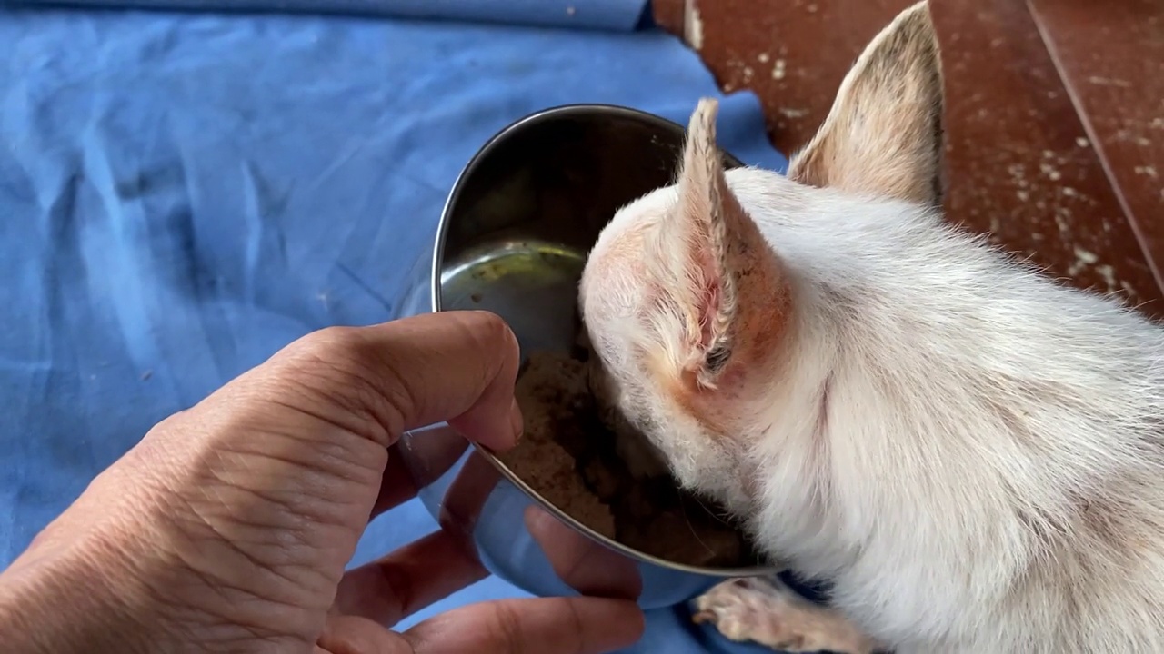 一名妇女用手给一只老吉娃娃狗喂食物视频下载
