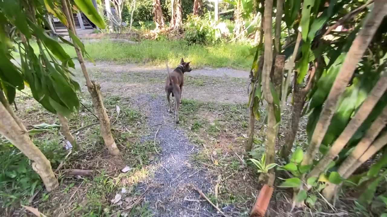 一只泰国狗在后院的小路上散步视频下载