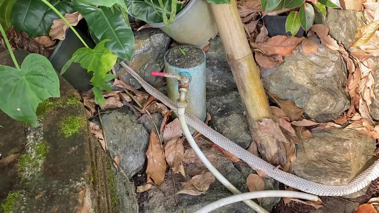 眼镜蛇在房子旁边的花园里蜕皮视频下载