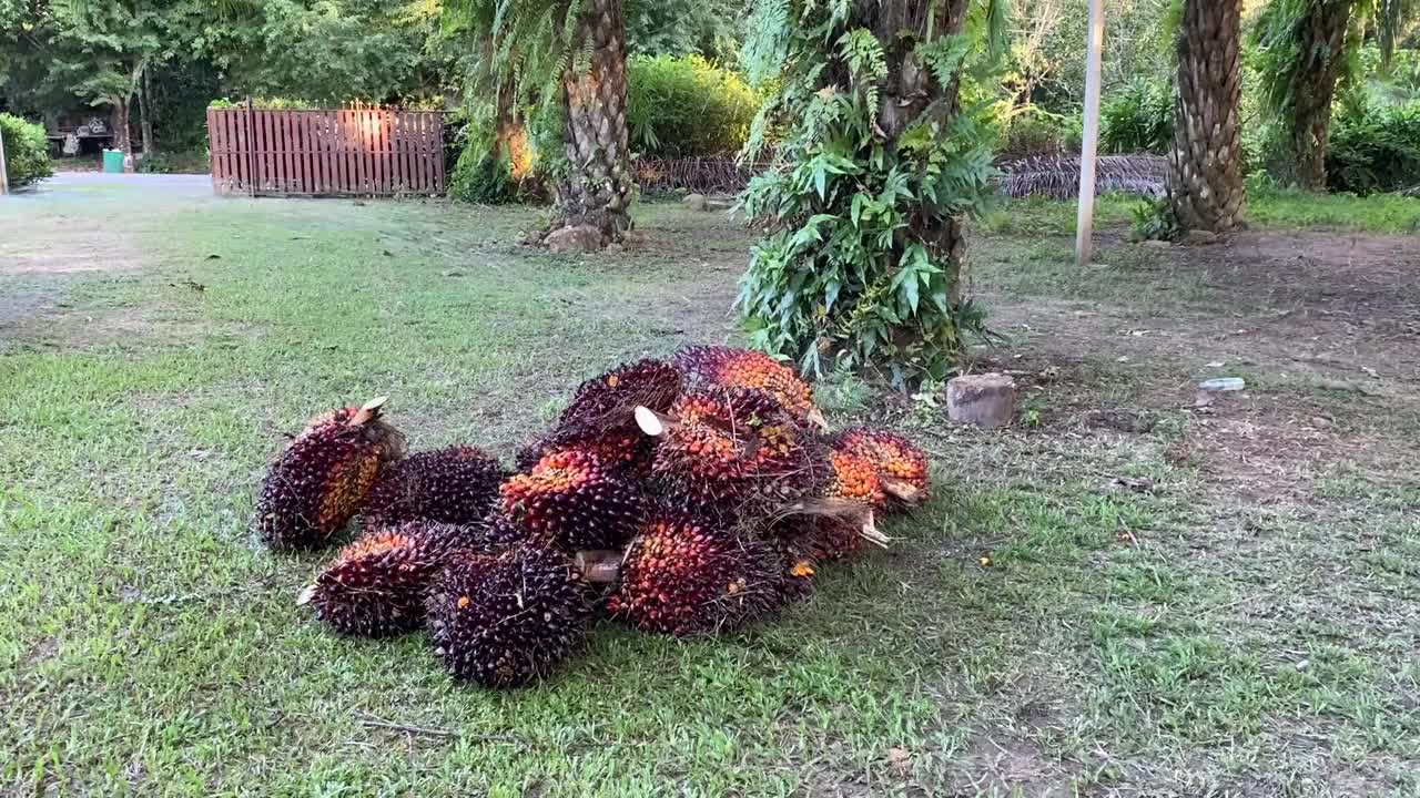 从油棕园切下来的地板上的成熟的红棕榈果实视频下载