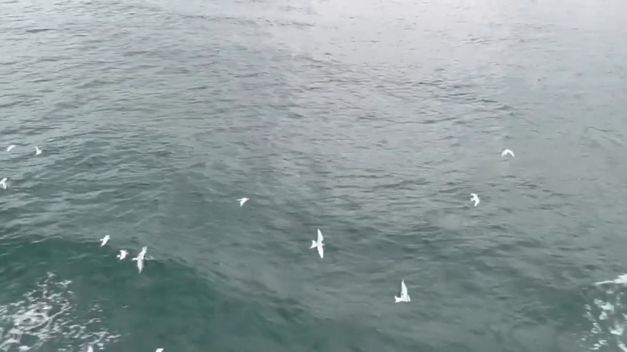 一群海鸥在水面上飞翔视频下载