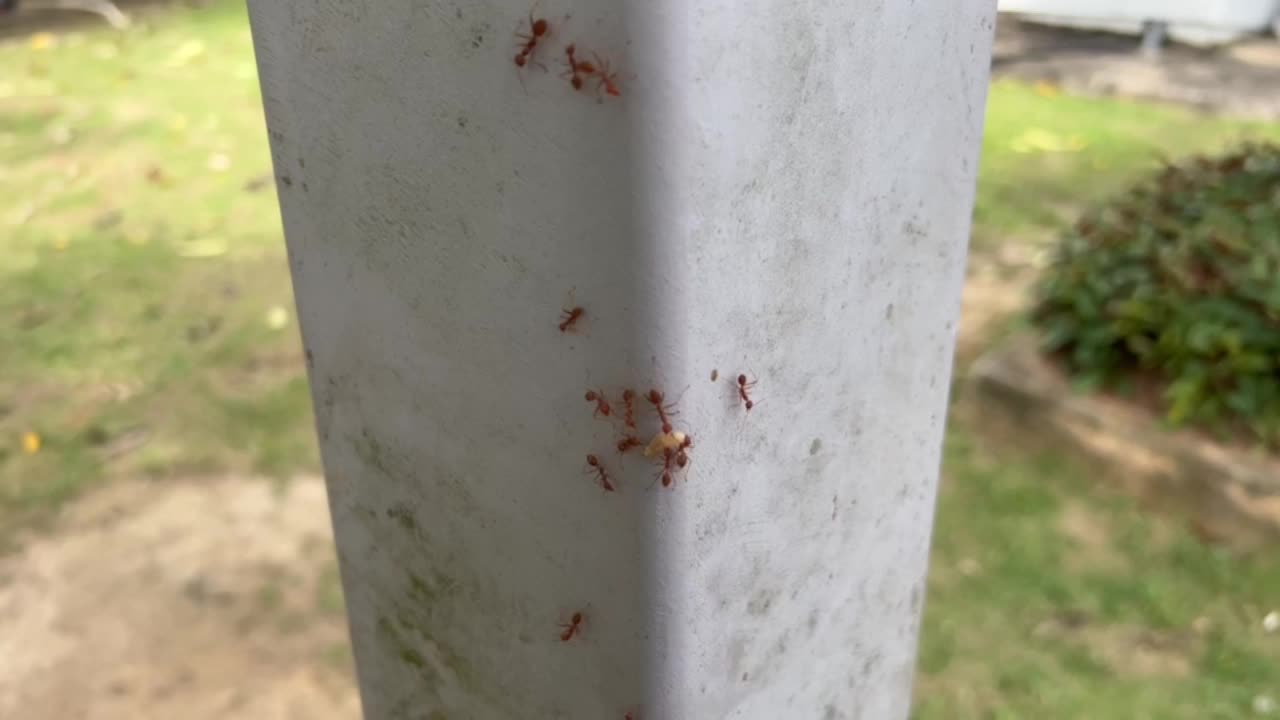 一群红蚂蚁攻击并吃虫子视频下载