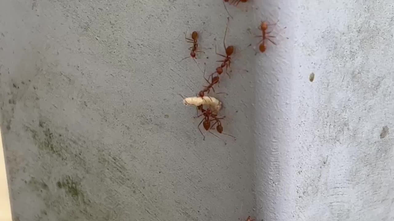 一群红蚂蚁攻击并吃虫子视频下载