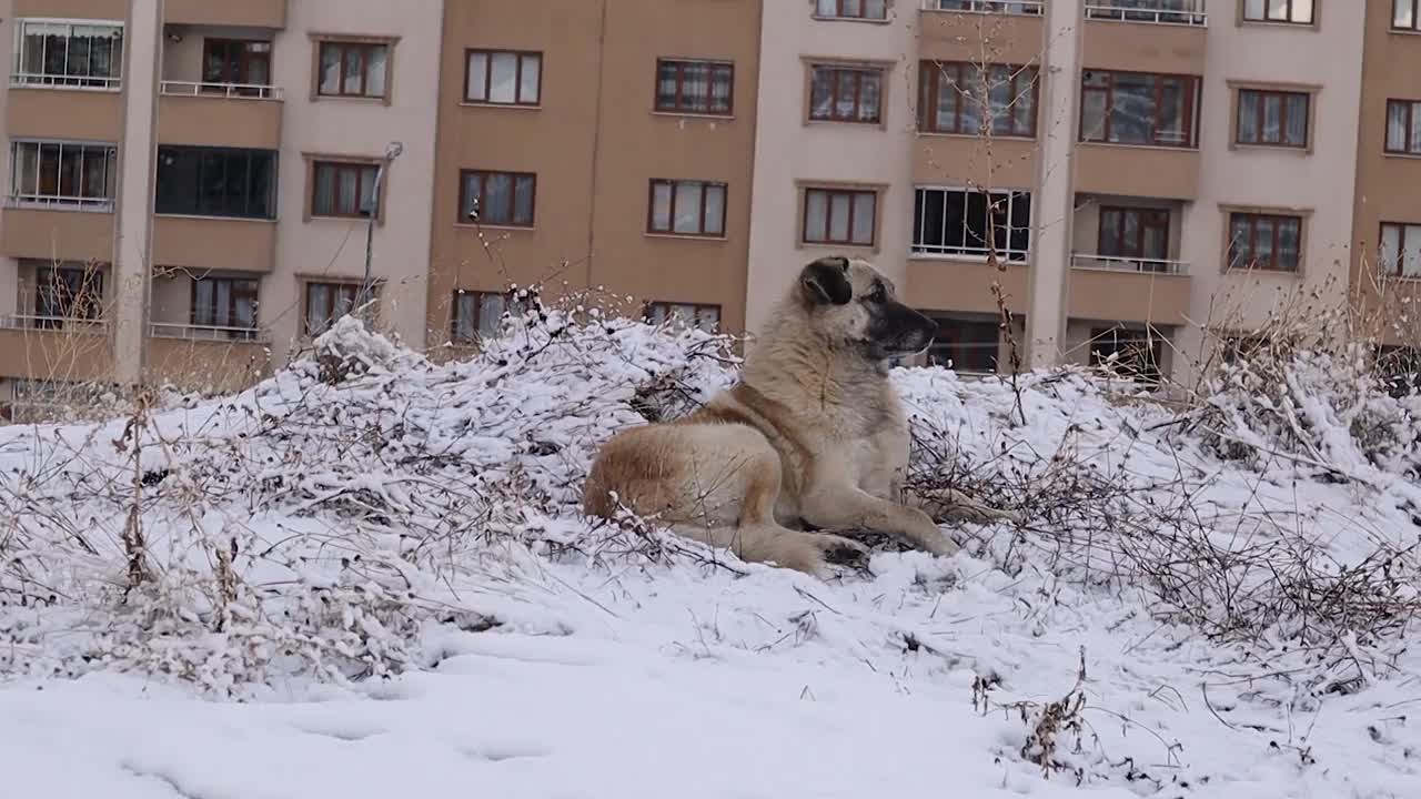 流浪狗在雪地上抓(擦)自己。冬天城里无家可归的狗。动物与寒冷的天气。宠物，宠物，动物。爱狗。野生动物视频下载