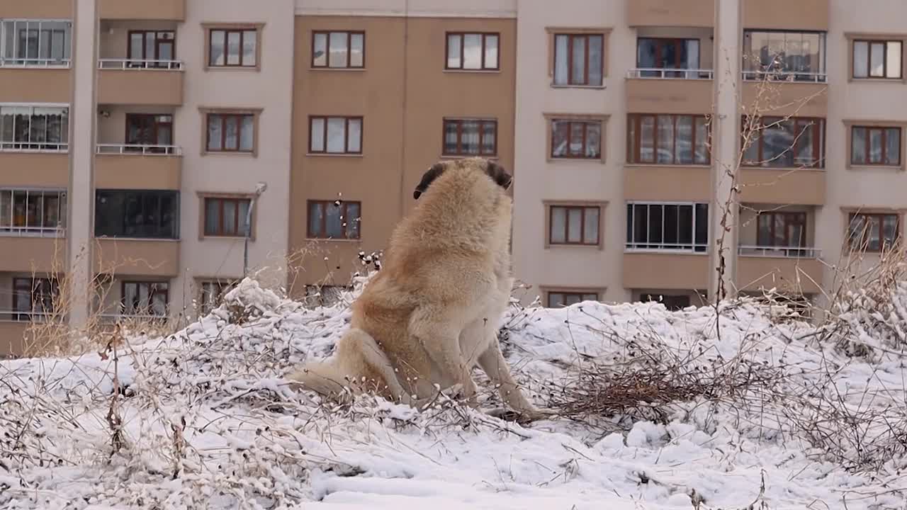一条腿受伤的流浪狗在小镇边缘的雪地里寻找一个休息的地方。
无家可归的动物，冬天的城市野生动物视频下载