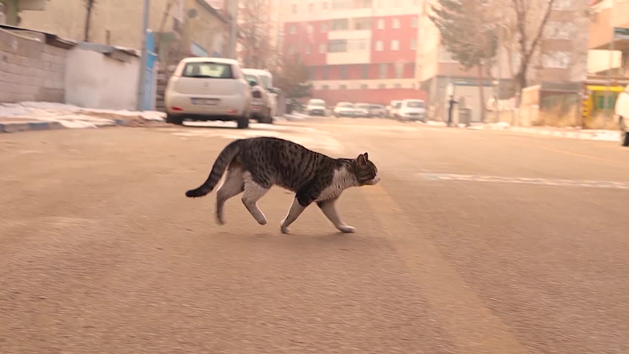 一只右后腿受伤的流浪猫穿过街道。兽医。无家可归的猫。城市野生动物。野生自然视频下载