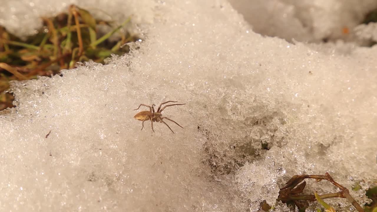 欧洲水蜘蛛从冬眠中苏醒。
筏蛛或狼蛛视频下载