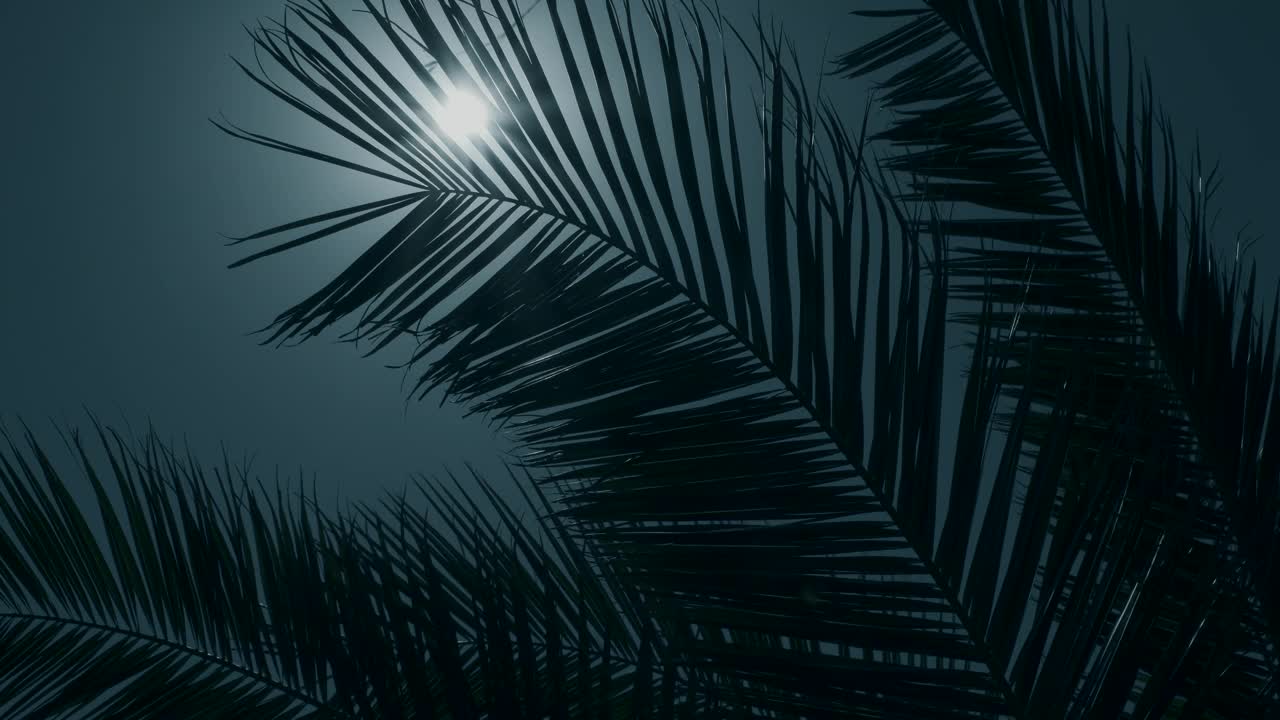 阳光透过椰子叶照射进来。热带椰树棕榈叶摇曳。夜晚，月光透过棕榈树的叶子反射出来。视频下载