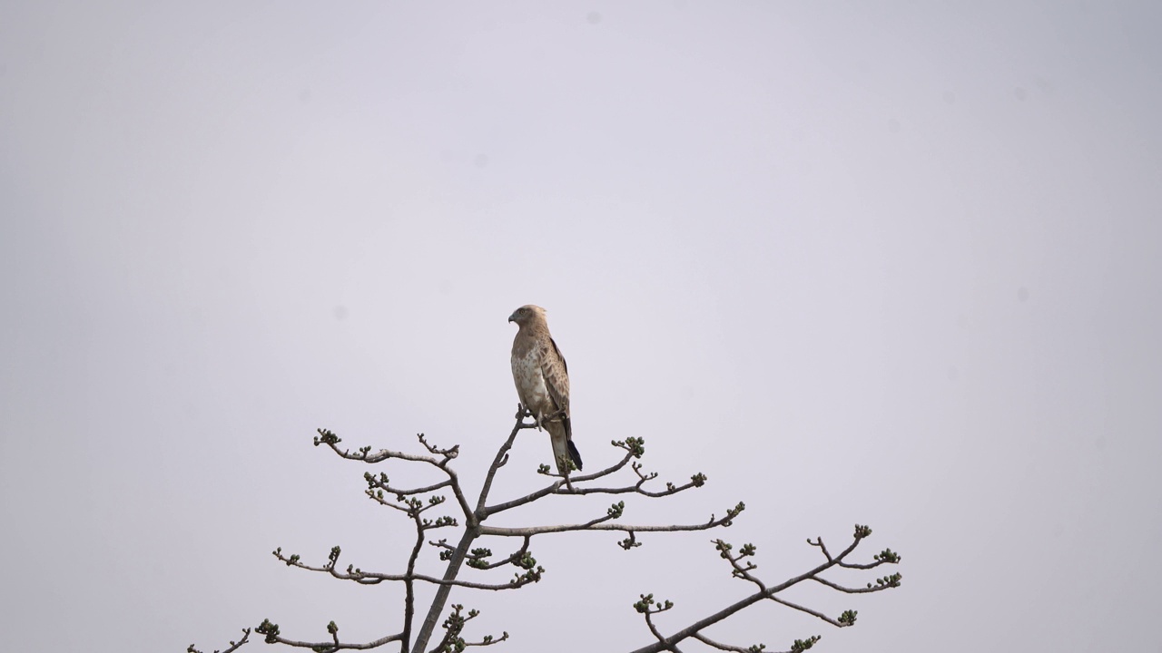 短趾蛇鹰在自然背景。视频下载