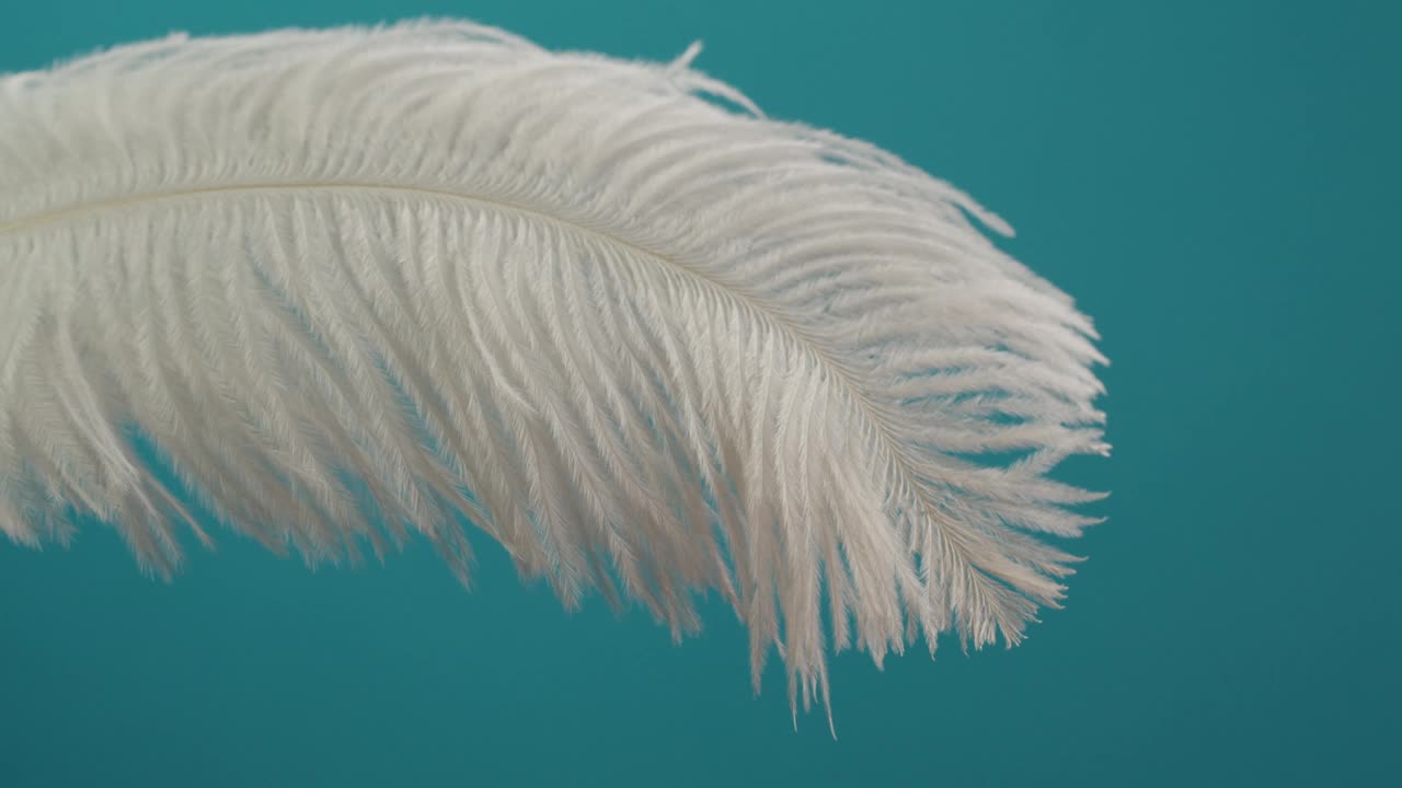 白色的羽毛纹理，触摸柔软的羽毛在蓝色背景特写。柔软和皮毛柔嫩的概念。视频下载