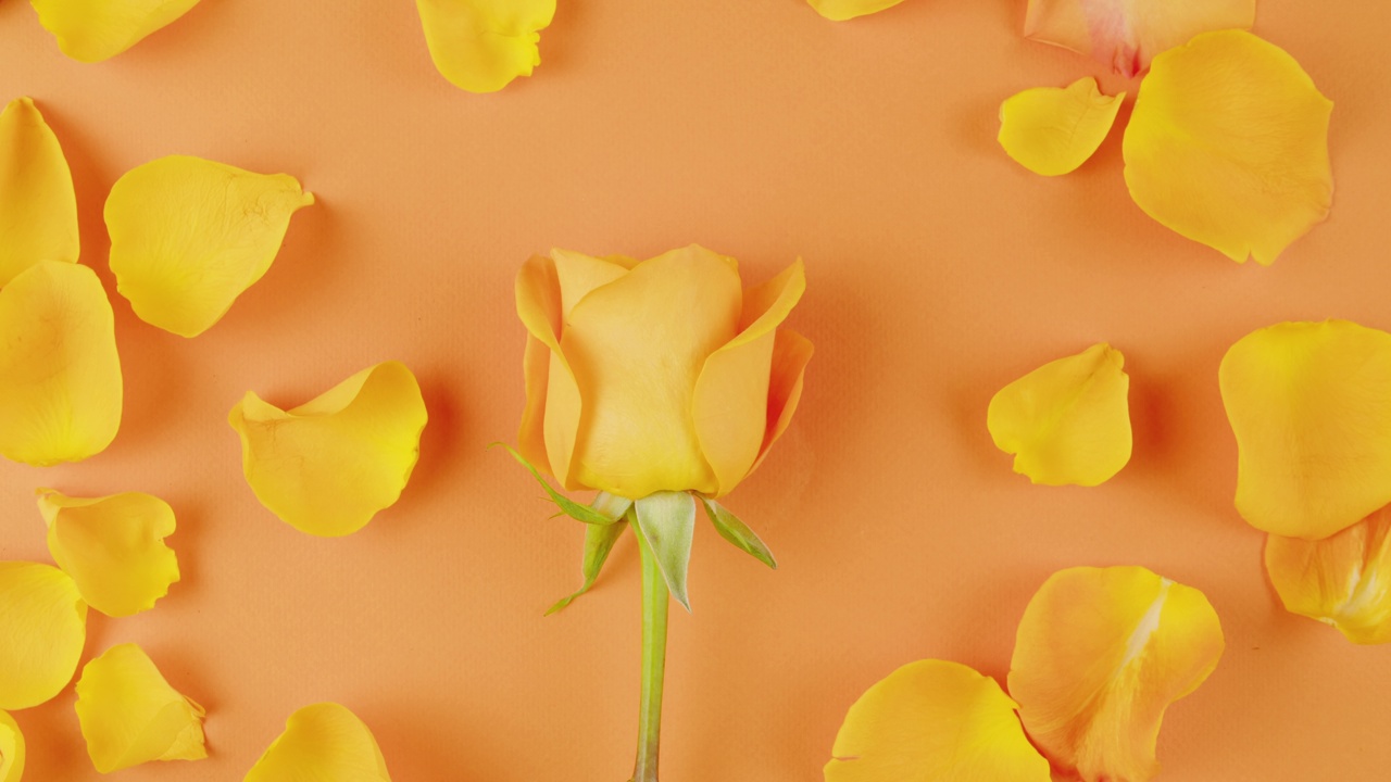 橙色背景上的黄玫瑰花蕾和花瓣特写，俯视图。在桌子上放一朵花。夏日明亮质感工作室拍摄，适合水疗、美容、美容、旅游。美丽浪漫的框架。视频下载