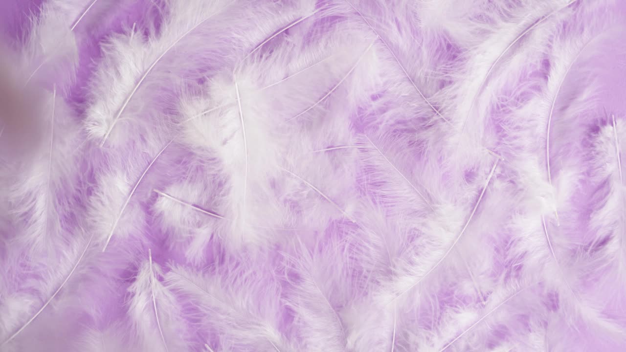 白色羽毛纹理，软羽在紫色背景上特写旋转。柔软和皮毛的概念。视频下载