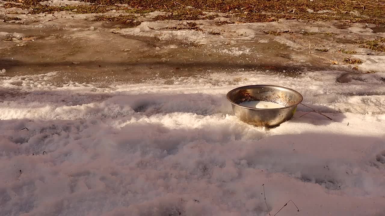 慈善人士把牛奶给饥饿的猫喝。右后腿受伤的流浪猫在后院的冰雪中寻找食物。兽医。流浪猫在冬天视频下载