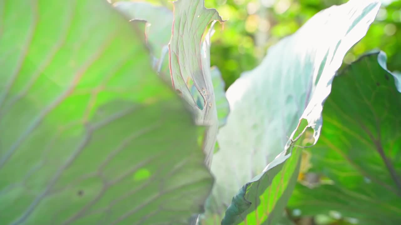 花园中生长的卷心菜叶子被毛虫破坏，特写，背景模糊。平滑的相机运动周围的红色卷心菜叶与孔视频素材