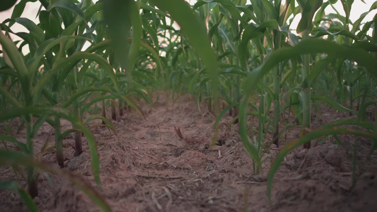 玉米田。视频下载